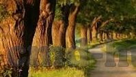 炸金花微信透视授权码-透视微信炸金花，授权码背后的秘密